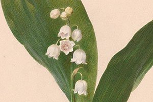 weisse maiglöcken vor grünem blatt ausschnitt