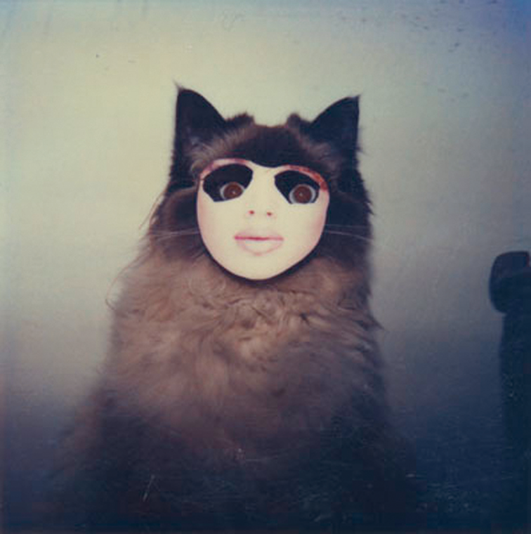 Katze