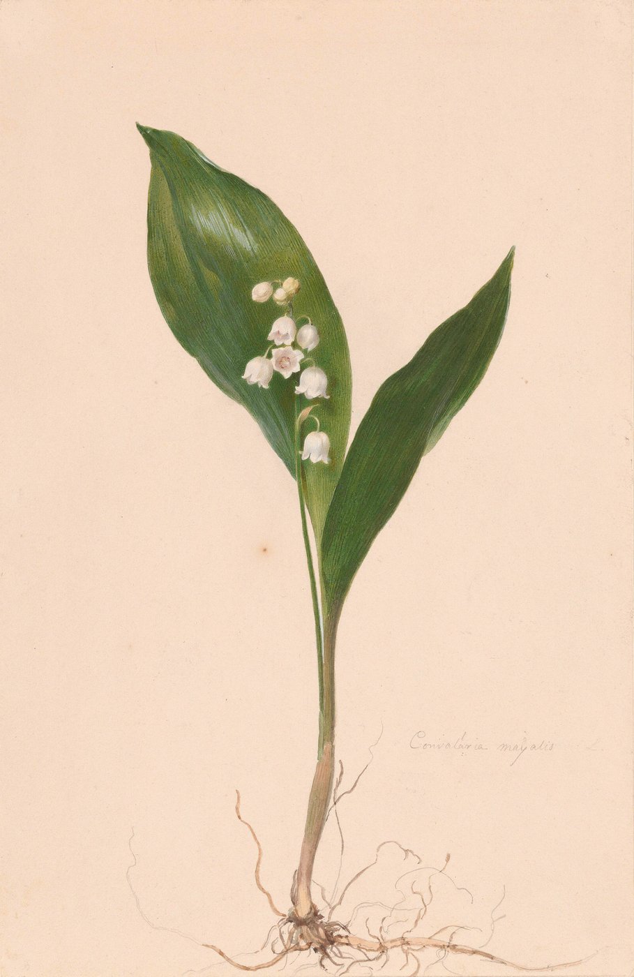 white flowers in front of green leaves
