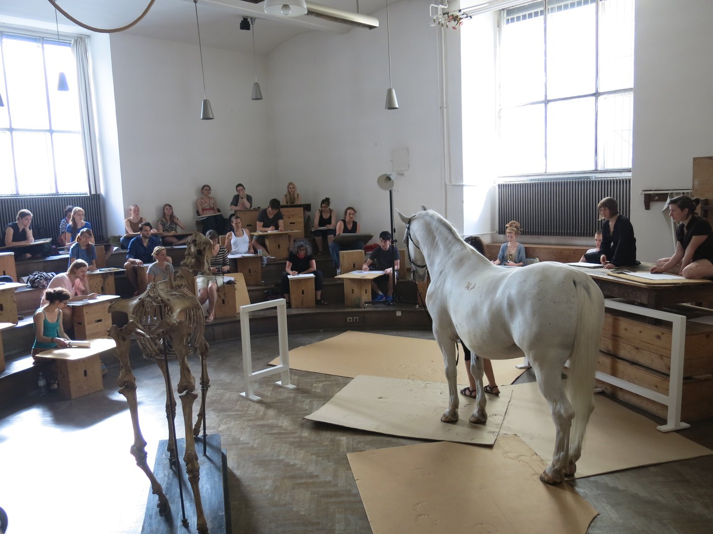 Anatomy studies on a horse in the anatomy room, photo © Lisa Rastl A white horse and a horse skeleton are drawn by students. They sit on a 4-tiered wooden gallery and use wooden boxes as a base.
